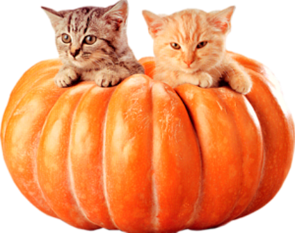 őszi állatok_164.png